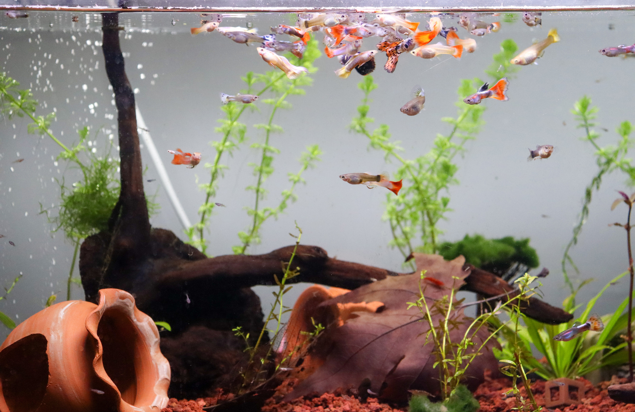 aquarium planté guppy